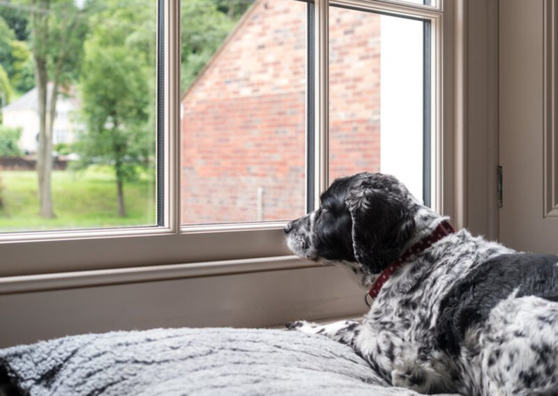 Dog looks through an Accoya wood window