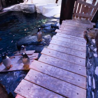 Penguins-decking--hero