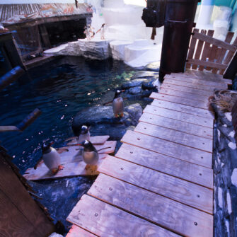 Penguins-decking--square-2